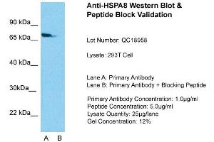 Image no. 4 for anti-Heat Shock 70kDa Protein 8 (HSPA8) (N-Term) antibody (ABIN2783374)