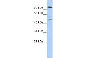 anti-Membrane-Associated Ring Finger (C3HC4) 4, E3 Ubiquitin Protein Ligase (MARCH4) (N-Term) antibody