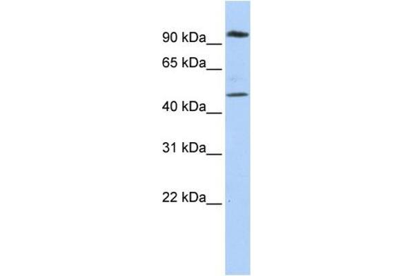 anti-Membrane-Associated Ring Finger (C3HC4) 4, E3 Ubiquitin Protein Ligase (MARCH4) (N-Term) antibody