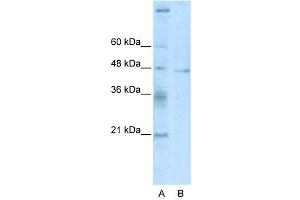 Image no. 2 for anti-Tumor Susceptibility Gene 101 (TSG101) (C-Term) antibody (ABIN2780762)