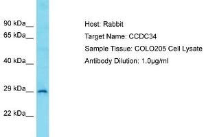 Image no. 1 for anti-Coiled-Coil Domain Containing 34 (CCDC34) (C-Term) antibody (ABIN2791257)