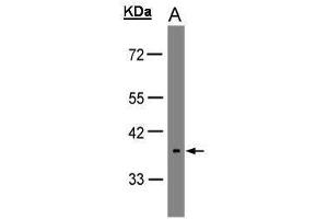 WB Image Sample(30 μg of whole cell lysate) A:HeLa S3 , 10% SDS PAGE antibody diluted at 1:1000