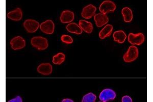 Lamin B1 antibody