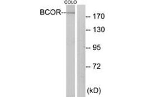 Image no. 1 for anti-BCL6 Co-Repressor (BCOR) (AA 1231-1280) antibody (ABIN1534275)