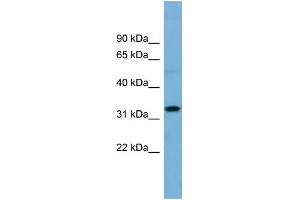 Image no. 1 for anti-Olfactory Receptor, Family 6, Subfamily C, Member 68 (OR6C68) (N-Term) antibody (ABIN2781902)