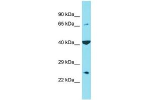C6ORF120 抗体  (C-Term)