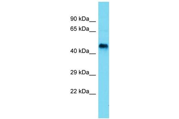 anti-ethanolaminephosphotransferase 1 (CDP-Ethanolamine-Specific) (EPT1) (N-Term) antibody