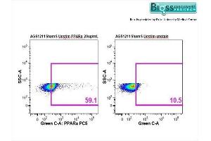 Image no. 1 for anti-Peroxisome Proliferator-Activated Receptor alpha (PPARA) (AA 301-400) antibody (ABIN701620)