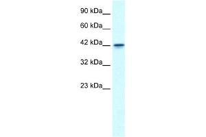 WB Suggested Anti-GFI1B Antibody Titration: 0.