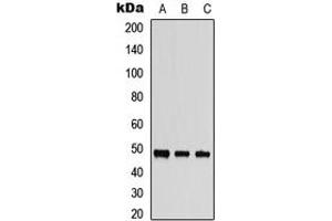 Image no. 2 for anti-serine/threonine Kinase 24 (STK24) (C-Term) antibody (ABIN2705012)