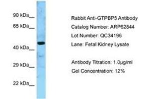 Image no. 1 for anti-GTP Binding Protein 5 (GTPBP5) (AA 130-179) antibody (ABIN6749955)