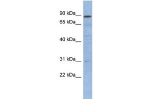 Image no. 1 for anti-Nuclear Factor of kappa Light Polypeptide Gene Enhancer in B-Cells Inhibitor-Like 1 (NFKBIL1) (N-Term) antibody (ABIN2780633)
