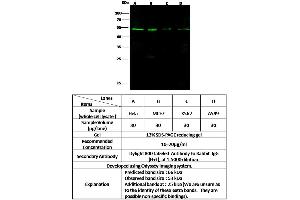 Image no. 1 for anti-Methyl-CpG Binding Domain Protein 4 (MBD4) (Center) antibody (ABIN2682330)
