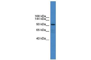 Image no. 1 for anti-Xylosyltransferase I (XYLT1) (Middle Region) antibody (ABIN2783856)