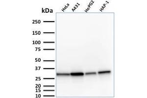 Image no. 1 for anti-Methylthioadenosine phosphorylase (MTAP) (AA 97-196) antibody (ABIN6940087)