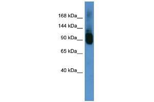 Image no. 1 for anti-ATP-Binding Cassette, Sub-Family F (GCN20), Member 1 (ABCF1) (C-Term) antibody (ABIN2781500)