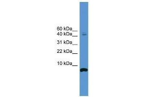 Image no. 1 for anti-Cortistatin (CORT) (N-Term) antibody (ABIN929265)