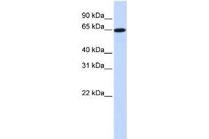 Image no. 1 for anti-Solute Carrier Family 43, Member 1 (SLC43A1) (Middle Region) antibody (ABIN2781593)