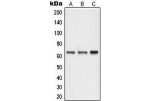 Image no. 3 for anti-Neuralized Homolog (Drosophila) (NEURL) (Center) antibody (ABIN2706668)