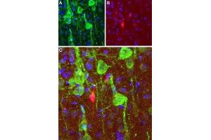 Expression of DRD1 in rat cortex - Immunohistochemical staining of perfusion-fixed frozen brain sections with Anti-D1 Dopamine Receptor Antibody (ABIN7043105, ABIN7044227 and ABIN7044228), (1:100), (green).