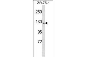Image no. 1 for anti-Phosphatidylinositol Transfer Protein, Membrane-Associated 1 (PITPNM1) (AA 143-171), (N-Term) antibody (ABIN5534568)
