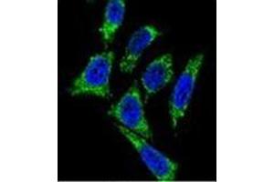 Image no. 1 for anti-Midkine (Neurite Growth-Promoting Factor 2) (MDK) (AA 110-143), (C-Term) antibody (ABIN953444)