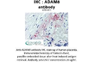 Image no. 2 for anti-ADAM Metallopeptidase Domain 8 (ADAM8) (AA 763-824) antibody (ABIN1731521)