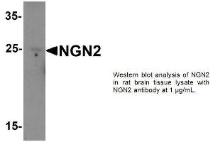 Image no. 1 for anti-Neurogenin 2 (NEUROG2) (C-Term) antibody (ABIN1304331)