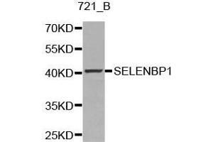 Image no. 1 for anti-Selenium Binding Protein 1 (SELENBP1) antibody (ABIN3021767)