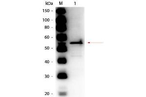Image no. 1 for anti-Aldehyde Dehydrogenase (ALDH) antibody (HRP) (ABIN5596684)
