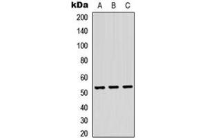 Image no. 1 for anti-tRNA Methyltransferase 11 Homolog (Trmt11) (C-Term) antibody (ABIN2705306)