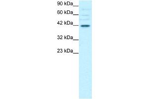 anti-POU Domain, Class 3, Transcription Factor 4 (POU3F4) (C-Term) antibody