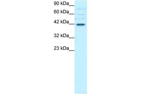 anti-POU Domain, Class 3, Transcription Factor 4 (POU3F4) (C-Term) antibody