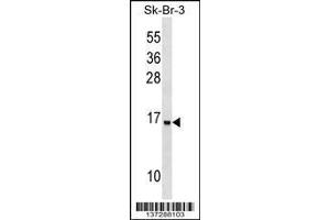 Image no. 1 for anti-Urotensin 2B (UTS2B) (AA 15-44), (N-Term) antibody (ABIN1539068)
