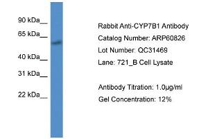 Image no. 2 for anti-Cytochrome P450, Family 7, Subfamily B, Polypeptide 1 (CYP7B1) (C-Term) antibody (ABIN2788601)