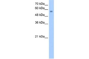 anti-Nudix (Nucleoside Diphosphate Linked Moiety X)-Type Motif 12 (NUDT12) (C-Term) antibody