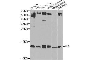 Image no. 2 for anti-Vasoactive Intestinal Peptide (Vip) antibody (ABIN3022579)