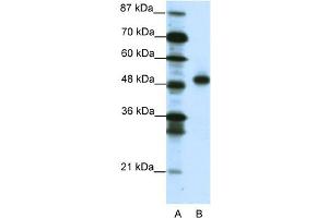 Image no. 1 for anti-Mesenchyme Homeobox 2 (MEOX2) (C-Term) antibody (ABIN2780727)