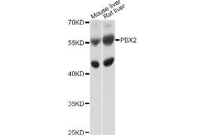 Image no. 1 for anti-Pre-B-Cell Leukemia Homeobox Protein 2 (PBX2) antibody (ABIN4904689)
