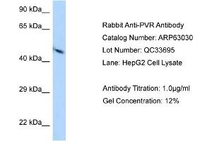 Image no. 1 for anti-Poliovirus Receptor (PVR) (N-Term) antibody (ABIN2789343)