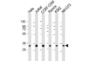 Image no. 7 for anti-ELAV (Embryonic Lethal, Abnormal Vision, Drosophila)-Like 1 (Hu Antigen R) (ELAVL1) antibody (ABIN652911)
