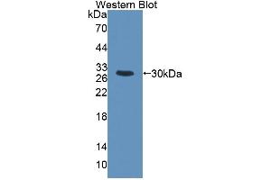 Image no. 2 for anti-High Mobility Group 20B (HMG20B) (AA 27-213) antibody (ABIN5013701)