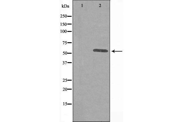 ITPKA antibody  (N-Term)