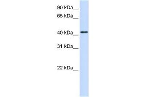 Image no. 1 for anti-Protein tyrosine Phosphatase, Receptor Type, R (PTPRR) (N-Term) antibody (ABIN2782198)