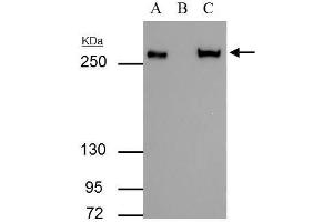 Image no. 2 for anti-Fatty Acid Synthase (FASN) (N-Term) antibody (ABIN2856708)