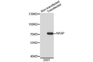 Image no. 1 for anti-Nuclear Autoantigenic Sperm Protein (Histone-Binding) (NASP) antibody (ABIN1873822)