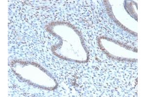 Image no. 2 for anti-Transducin-Like Enhancer of Split 1 (E(sp1) Homolog, Drosophila) (TLE1) (AA 175-338) antibody (ABIN6940750)