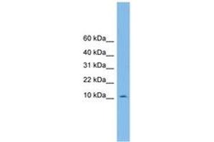 Image no. 1 for anti-PHD Finger Protein 5A (PHF5A) (C-Term) antibody (ABIN6744836)