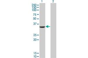 Image no. 1 for anti-AKT Interacting Protein (AKTIP) (AA 1-292) antibody (ABIN528636)