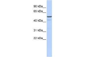 Image no. 1 for anti-Potassium Channel, Subfamily K, Member 12 (KCNK12) (Middle Region) antibody (ABIN2776252)